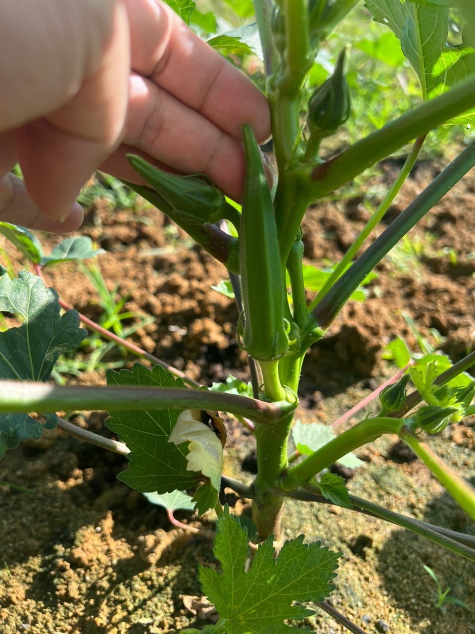 WhatsApp Image 2023-05-23 at 11.46.09 (3)