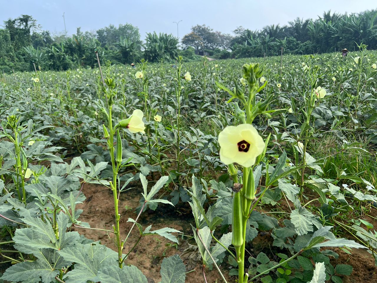 WhatsApp Image 2023-05-23 at 11.46.09 (8)